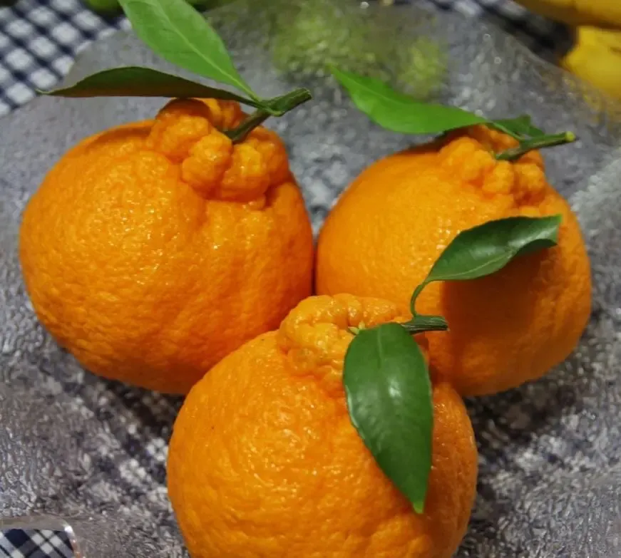 한마음한라봉